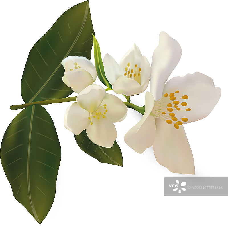 白色背景上的3D逼真白色茉莉花图片素材
