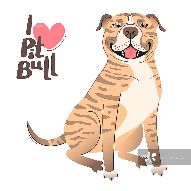 小鹿斑纹棕色美国斯塔福郡斗牛犬图片素材