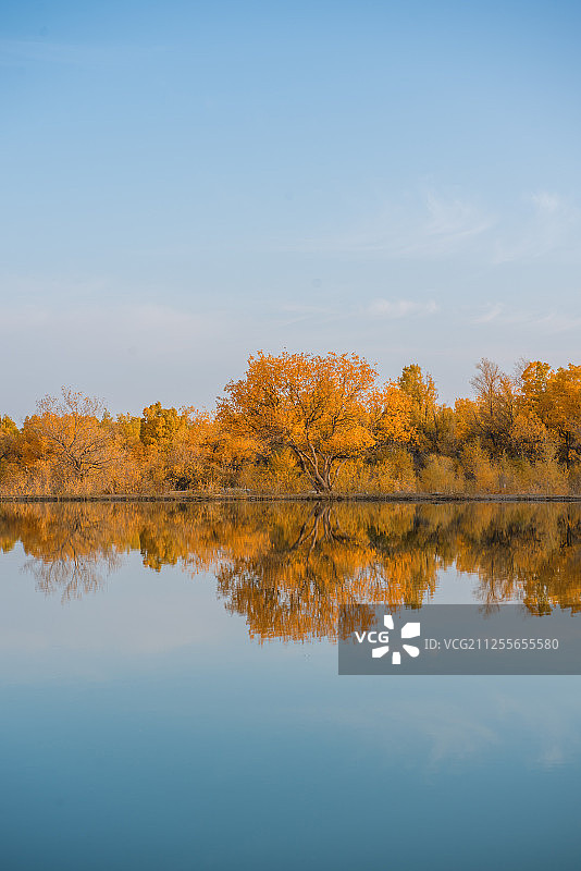 秋天胡杨林风光图片素材