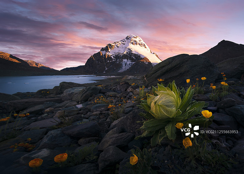 天山雪莲图片素材