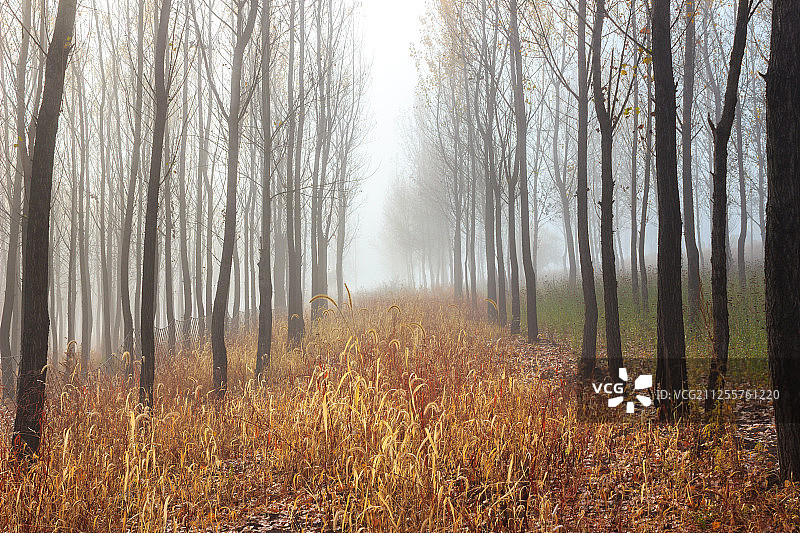 龙井琵岩山图片素材