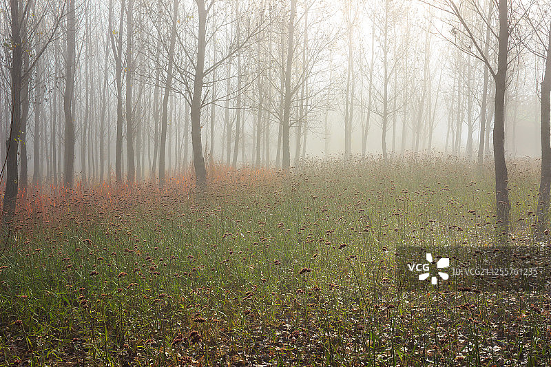 龙井琵岩山图片素材