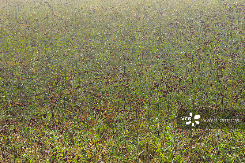 龙井琵岩山图片素材