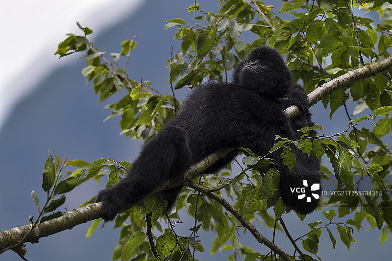 中国云南景东县无量山自然保护区内的黑冠长臂猿图片素材