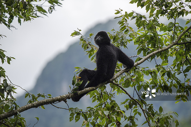 中国云南景东县无量山自然保护区内的黑冠长臂猿图片素材