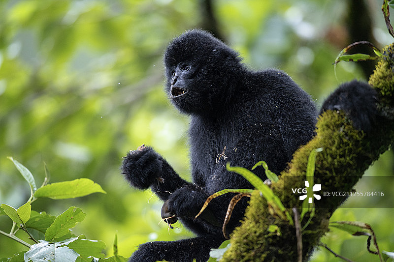 中国云南景东县无量山自然保护区内的黑冠长臂猿图片素材