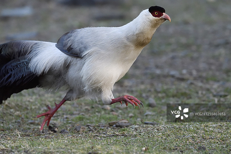 白马鸡，中国四川图片素材