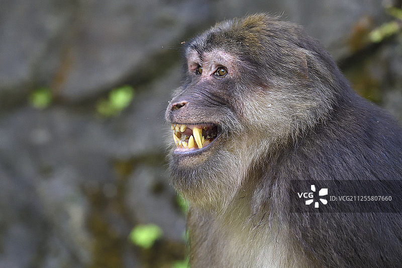 藏猕猴，唐家河自然保护区，四川，中国图片素材