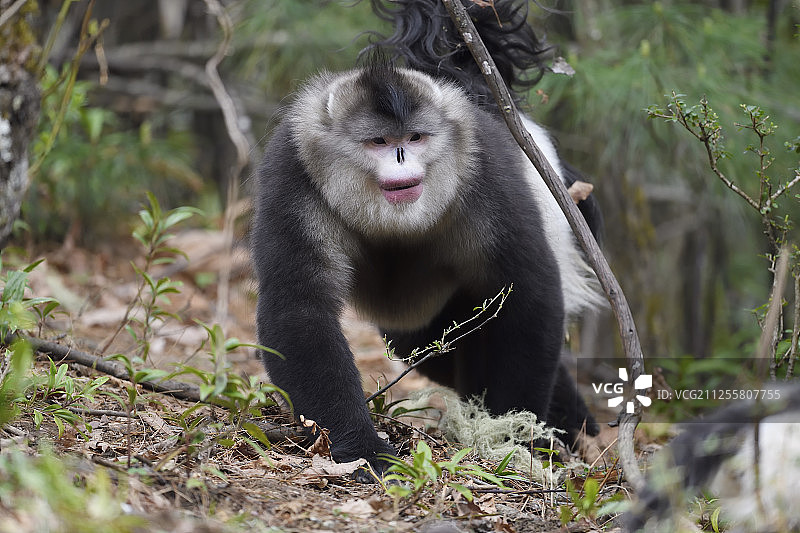 云南 Tacheng 自然保护区内的黑白滇金丝猴图片素材