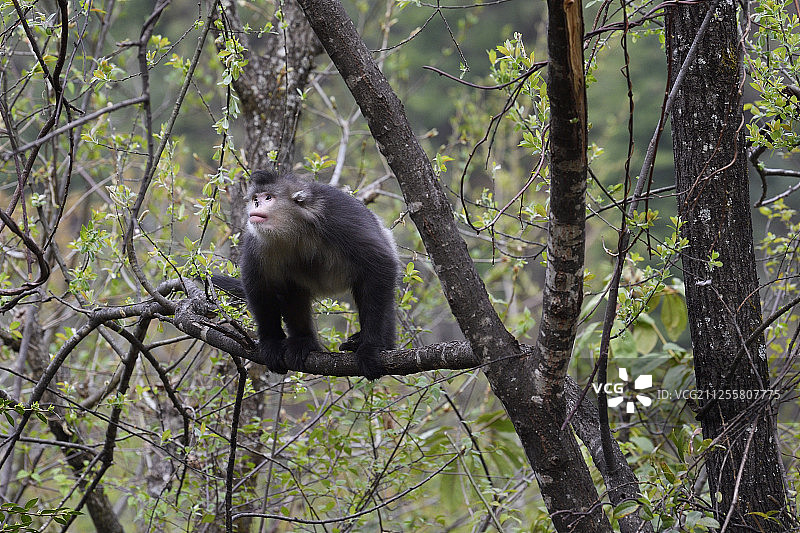 云南 Tacheng 自然保护区内的黑白滇金丝猴图片素材