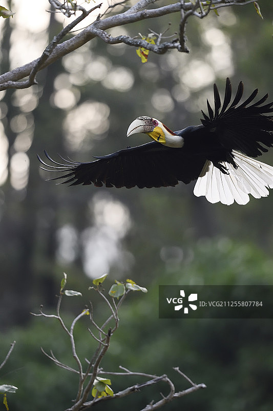 在树上的皱盔犀鸟,中国云南德宏铜壁关自然保护区图片素材