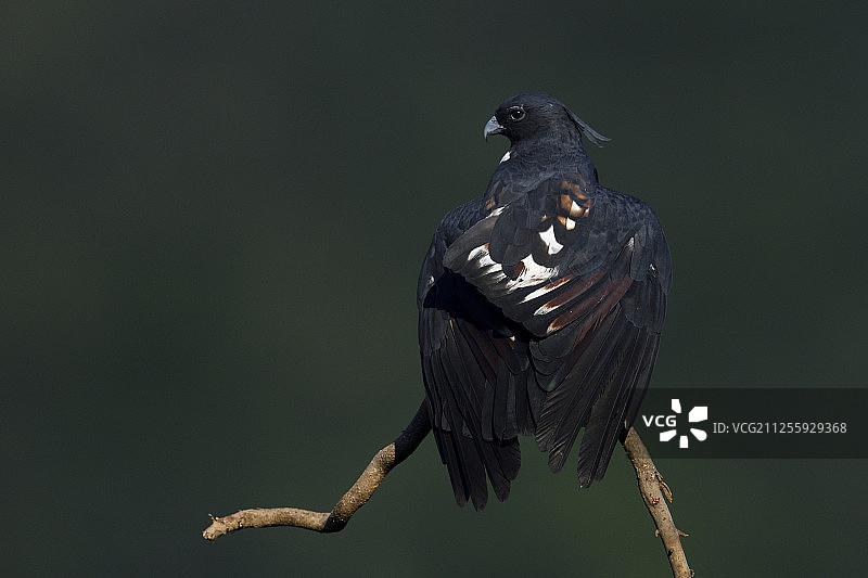 黑蜂鹰，广水，湖北省，中国图片素材