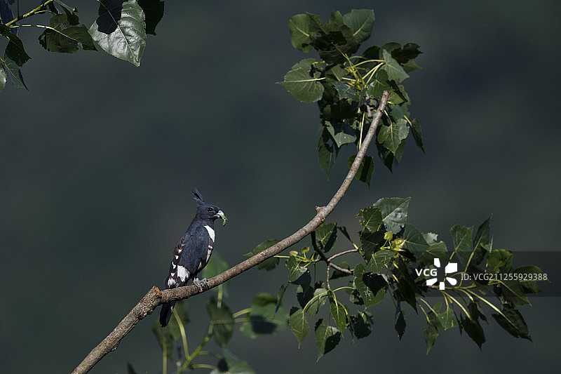 黑蜂鹰，广水，湖北省，中国图片素材