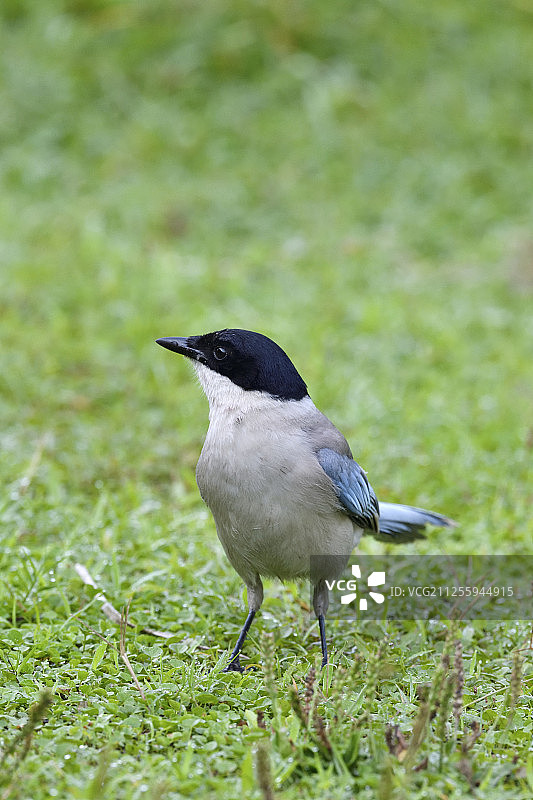 中国湖北武汉东湖绿道公园蓝翅鸦图片素材