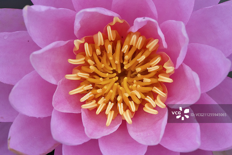 印度红睡莲，东湖绿道公园植物园，中国湖北武汉图片素材