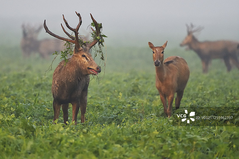 湖北天鹅洲麋鹿国家级自然保护区 麋鹿图片素材