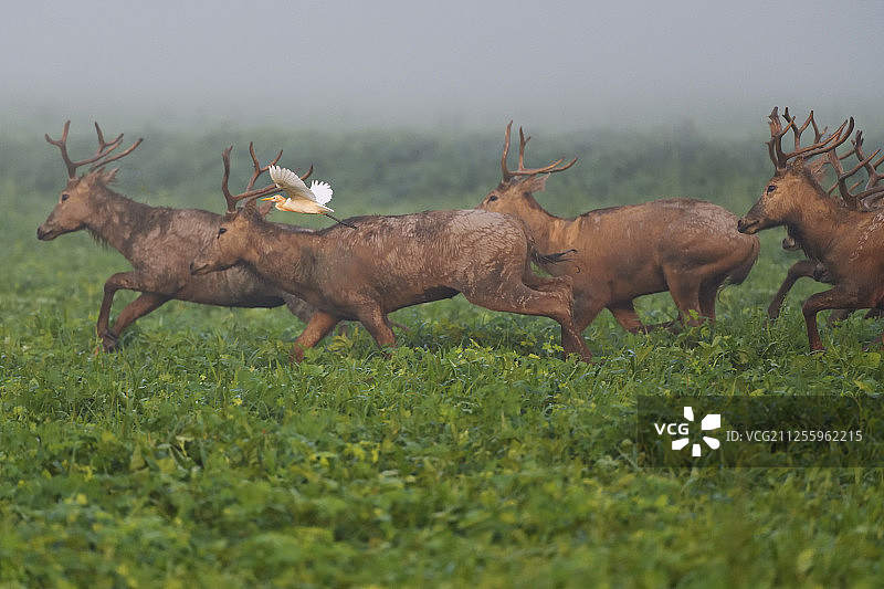 湖北天鹅洲麋鹿国家级自然保护区 麋鹿图片素材