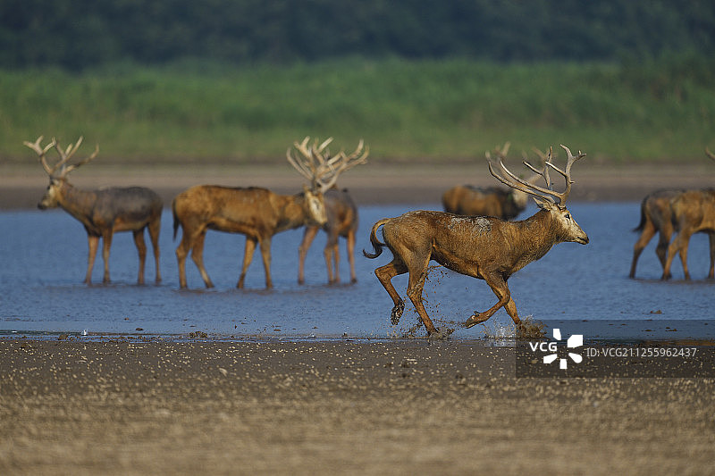 湖北天鹅洲麋鹿国家级自然保护区 麋鹿图片素材