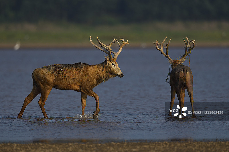 湖北天鹅洲麋鹿国家级自然保护区 麋鹿图片素材