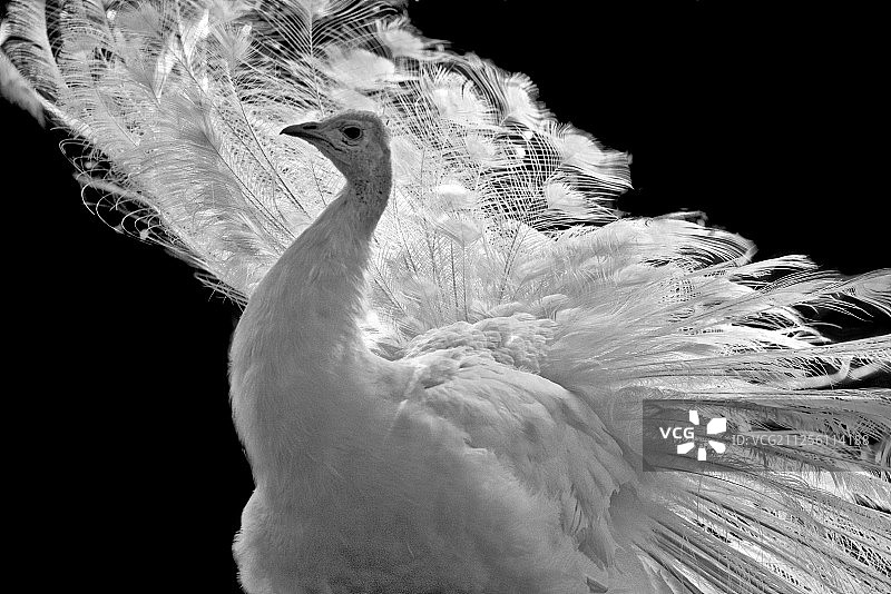 孔雀开屏图片素材