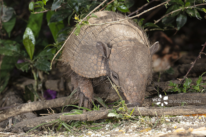 六带犰狳图片素材