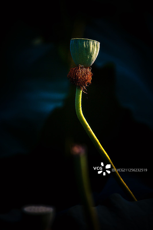 光影中的莲蓬图片素材