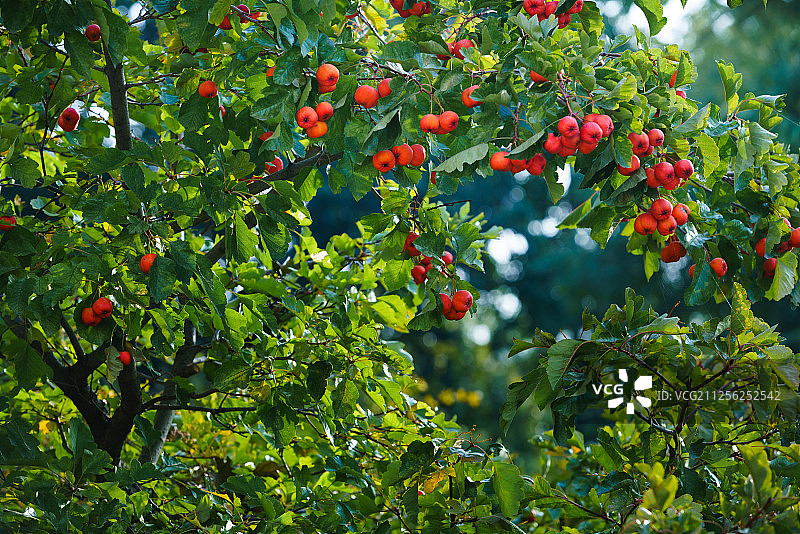 秋天的山楂树图片素材
