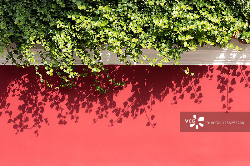 红墙上的爬山虎图片素材