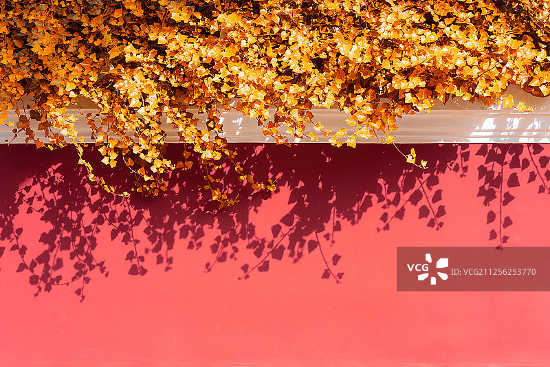 红墙上的爬山虎图片素材