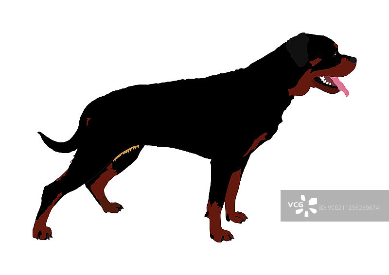 军用罗威纳犬图片素材