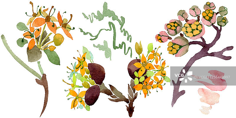 花卉植物山茱萸花。水彩背景插图集。孤立的山茱萸插图元素。图片素材