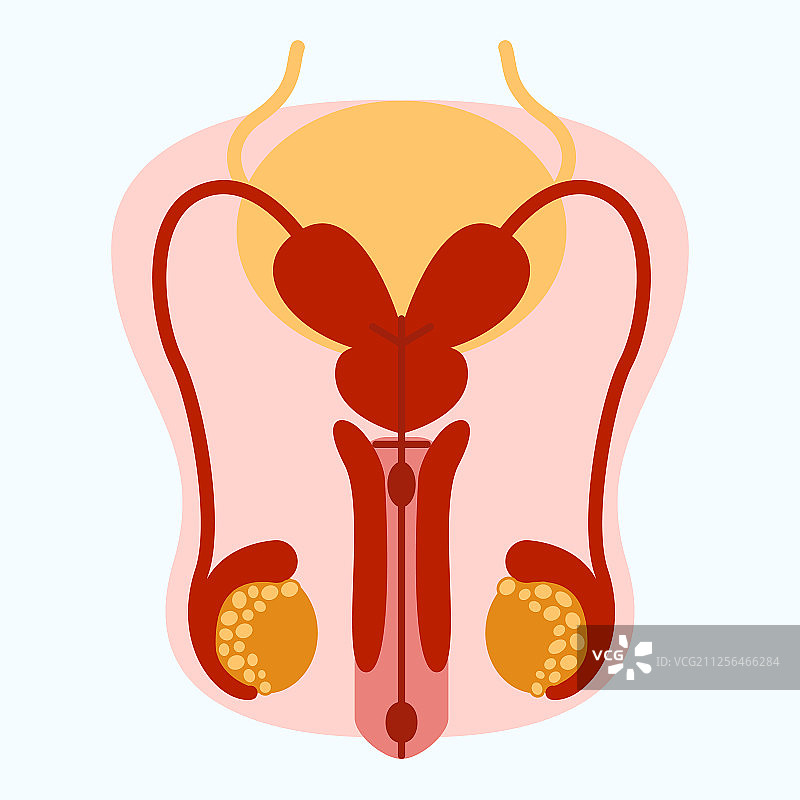 男性生殖系统解剖设计图片素材