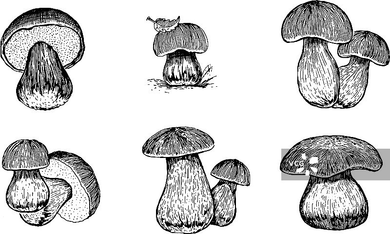 手绘蘑菇图案素材图片素材