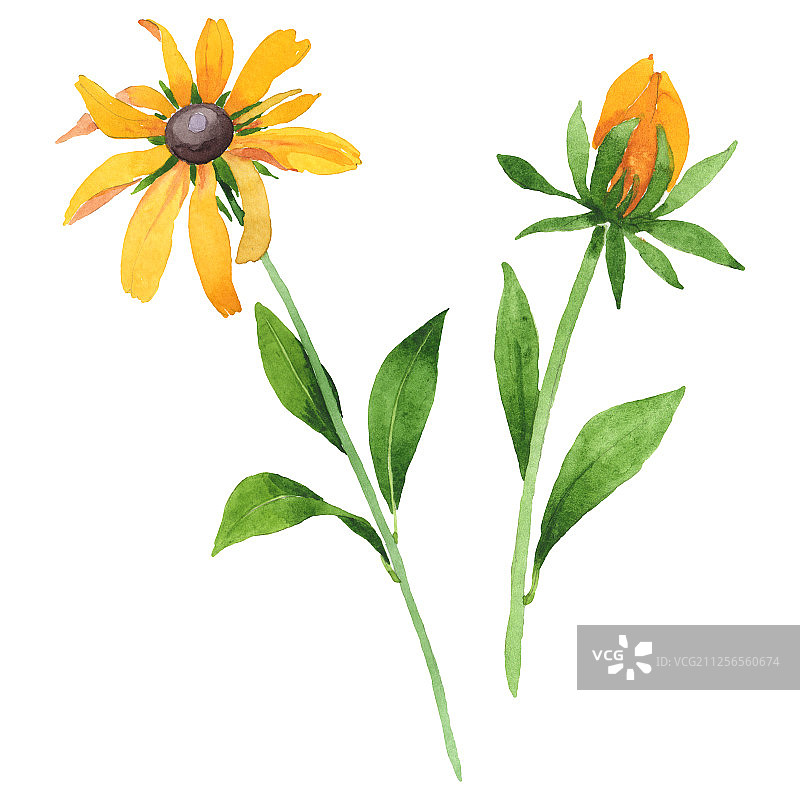 金光菊植物花卉水彩背景图案，孤立的金光菊元素图片素材