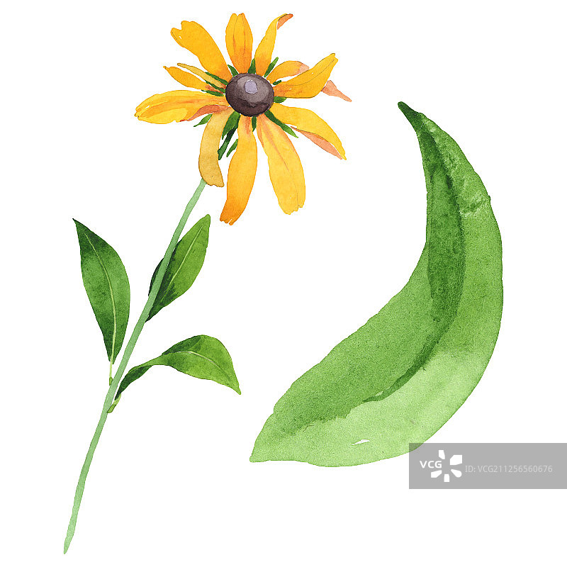 植物类花。水彩背景设置。孤立的rudbeckia插图元素。图片素材