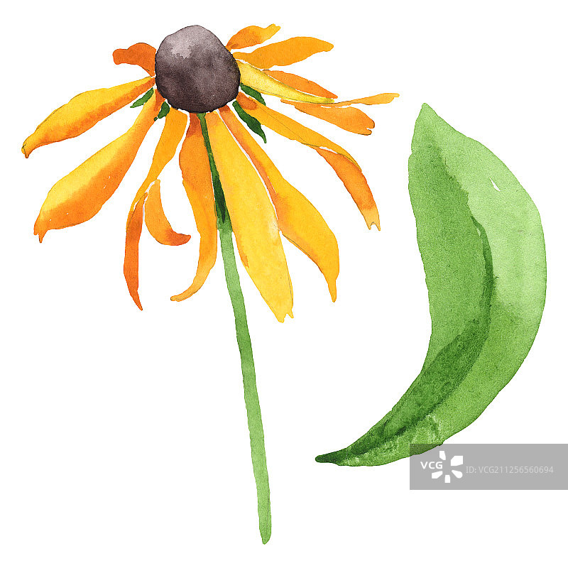 金光菊植物花卉水彩背景图案，孤立的金光菊元素图片素材