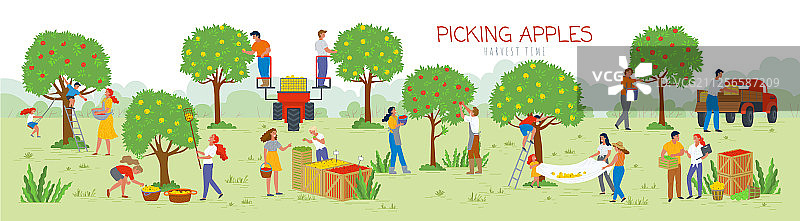 采摘苹果，花园里的人们图片素材
