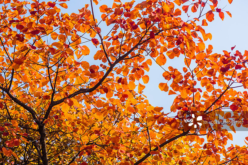 河北沙河大安山红叶图片素材