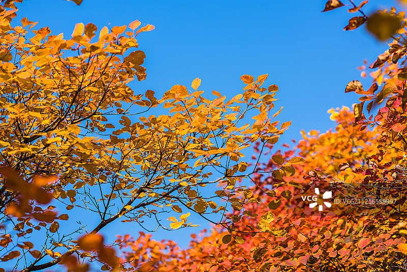 河北沙河大安山红叶图片素材