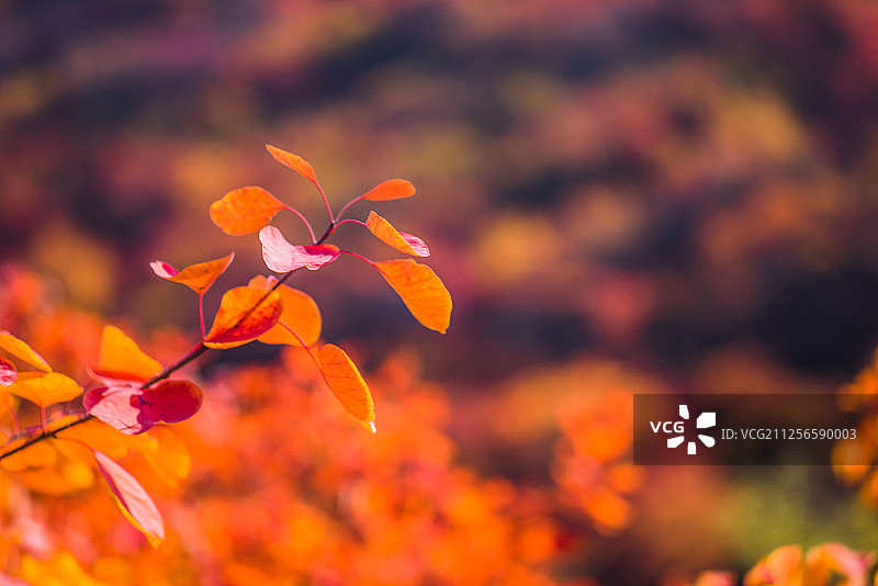 河北沙河大安山红叶图片素材