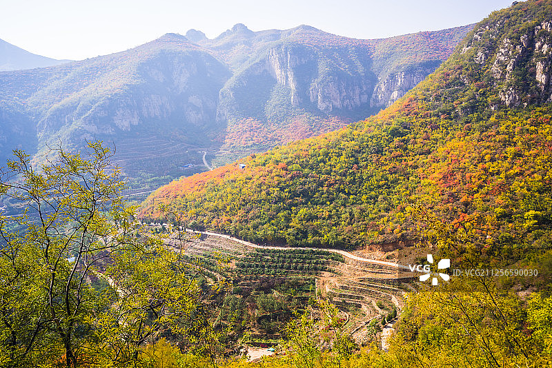河北沙河大安山红叶图片素材