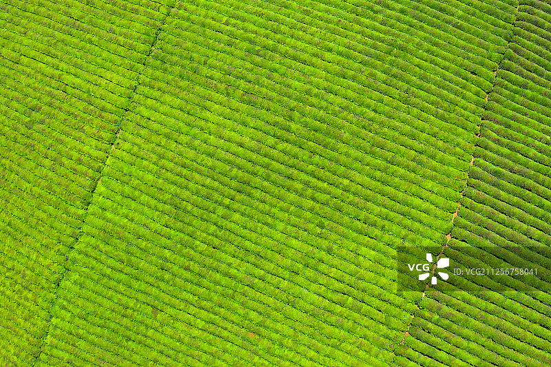 航拍茶园图片素材