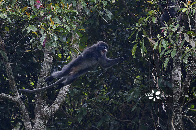 菲氏叶猴，德宏傣族景颇族自治州何新厂森林保护区图片素材