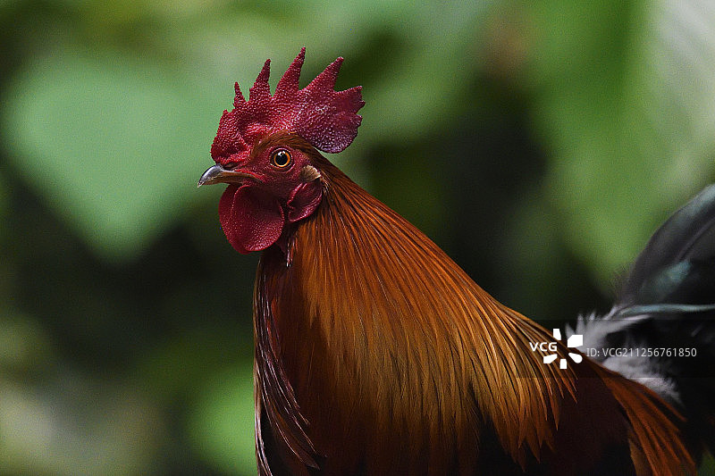 红原鸡，云南省德宏州铜壁关自然保护区图片素材