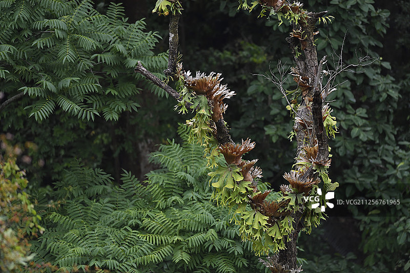 中国云南省德宏州铜壁关自然保护区的鹿角蕨图片素材