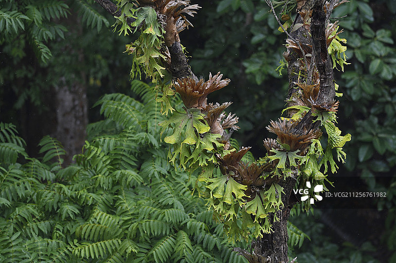 中国云南省德宏州铜壁关自然保护区的鹿角蕨图片素材