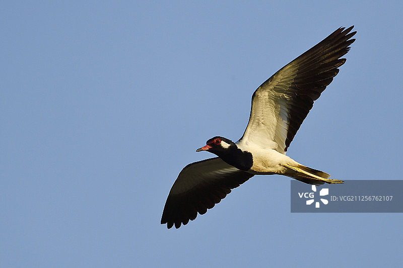 红喉鹟，中国云南省德宏州铜壁关自然保护区图片素材