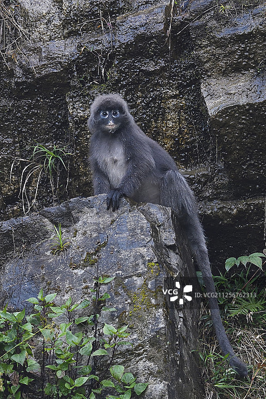 菲氏叶猴，德宏傣族景颇族自治州何新厂森林保护区图片素材