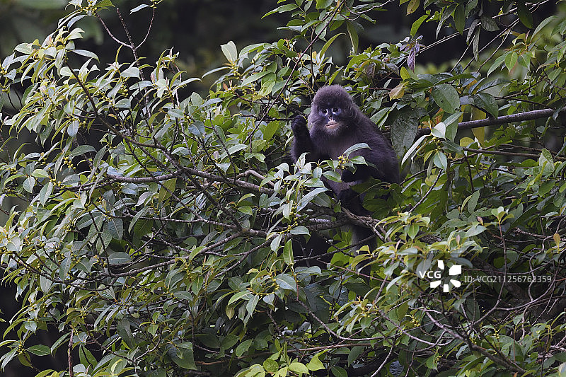 菲氏叶猴，德宏傣族景颇族自治州何新厂森林保护区图片素材