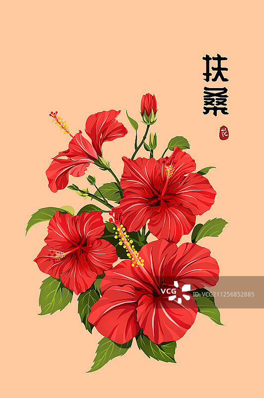 红色扶桑花木槿花有字图片素材